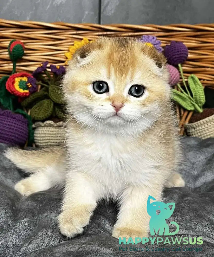 Kitti Scottish Fold female black golden chinchilla - live animals