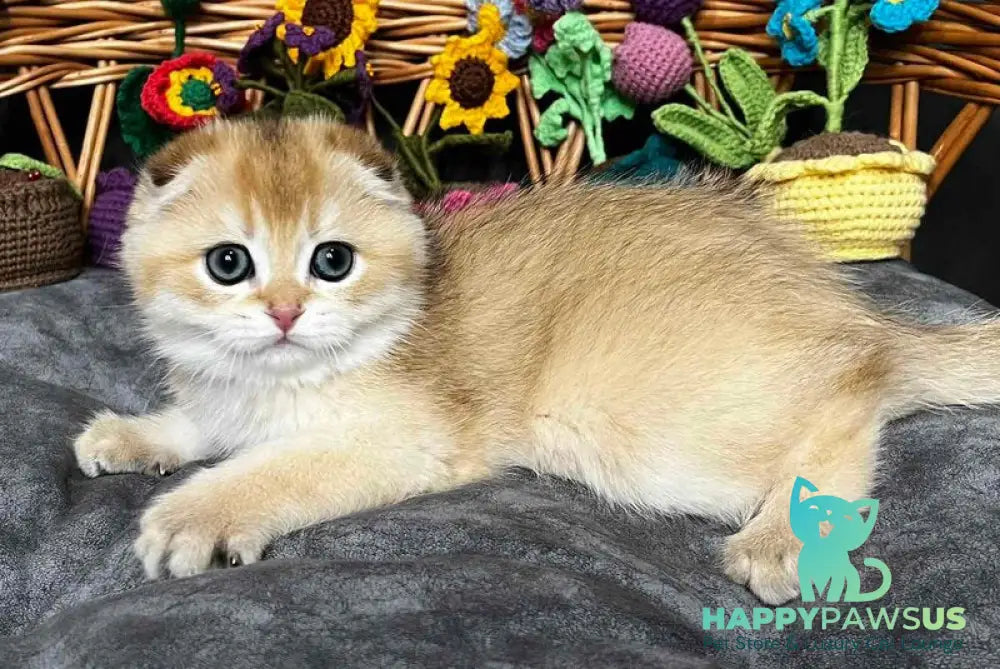Kitti Scottish Fold female black golden chinchilla - live animals