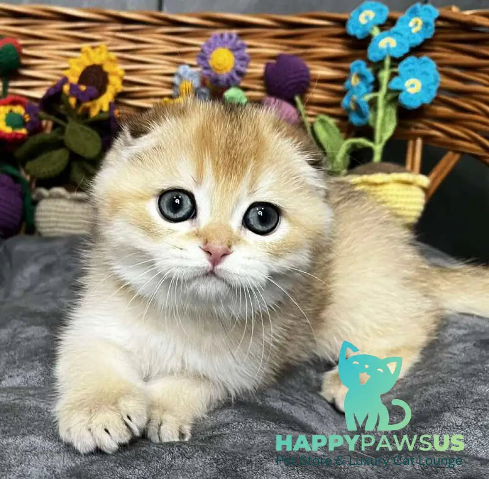Kitti Scottish Fold female black golden chinchilla - live animals