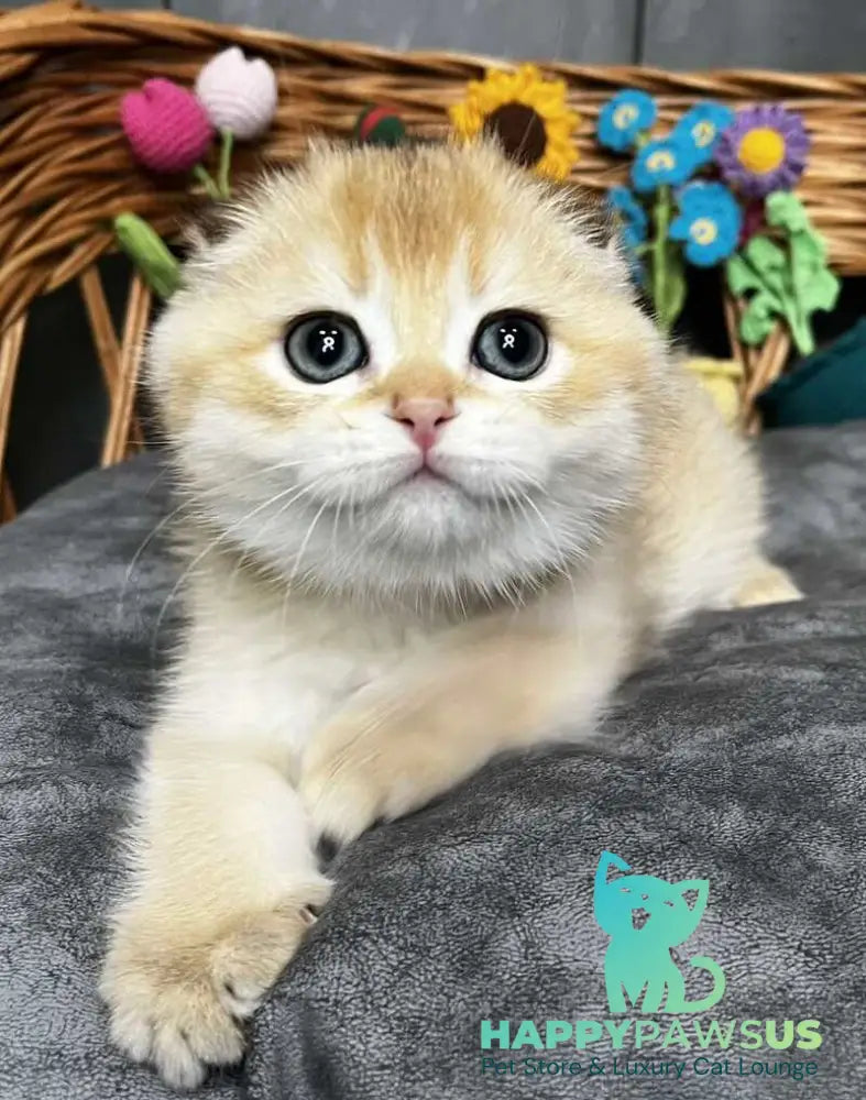 Kitti Scottish Fold female black golden chinchilla - live animals