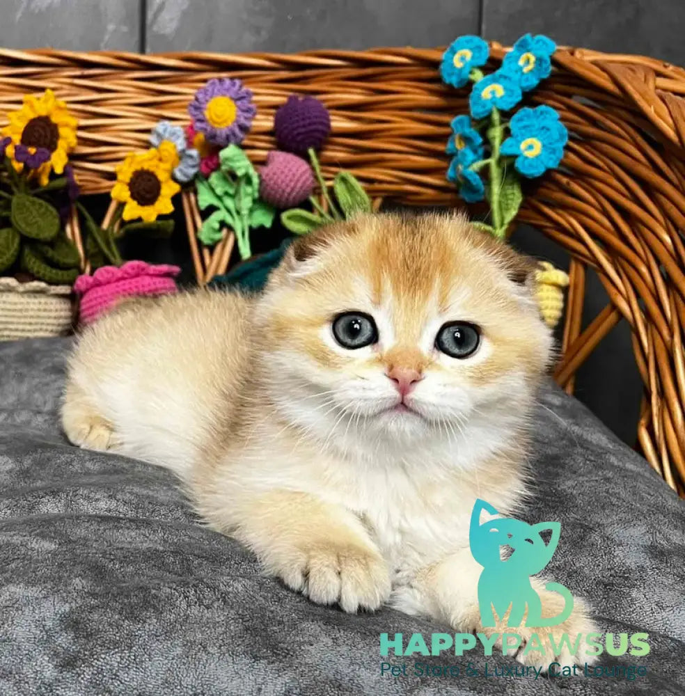 Kitti Scottish Fold female black golden chinchilla - live animals