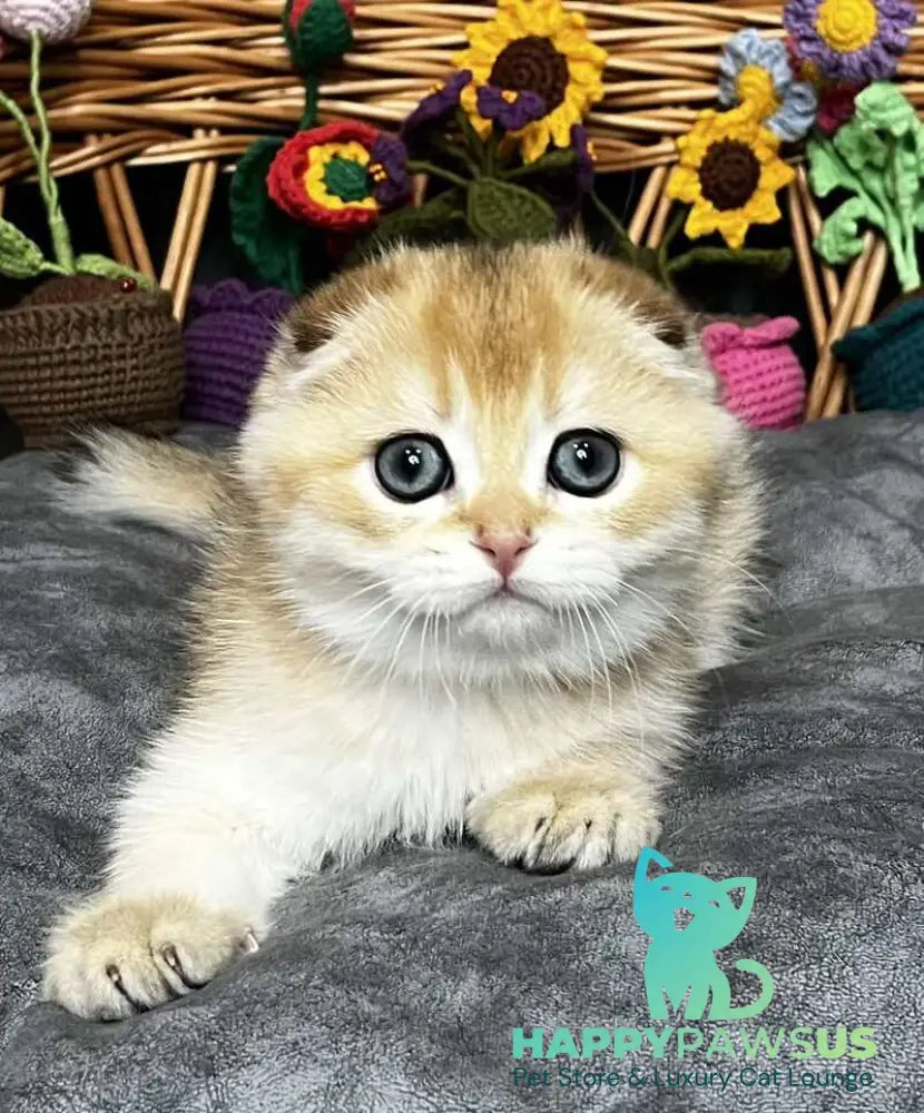 Kitti Scottish Fold female black golden chinchilla - live animals