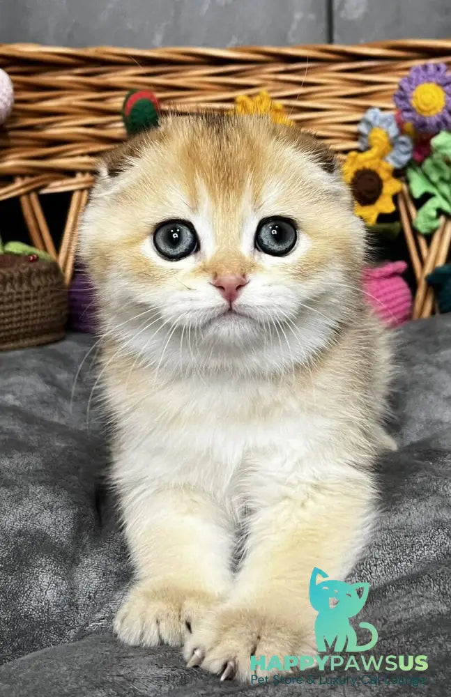 Kitti Scottish Fold female black golden chinchilla - live animals