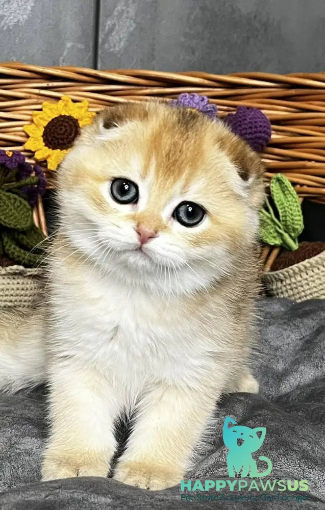 Kitti Scottish Fold female black golden chinchilla - live animals