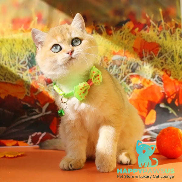 Kitty British Shorthair female black golden shaded - live animals