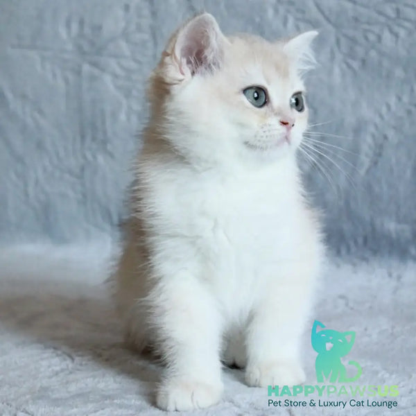 Kitty British Shorthair female blue golden chinchilla - live animals