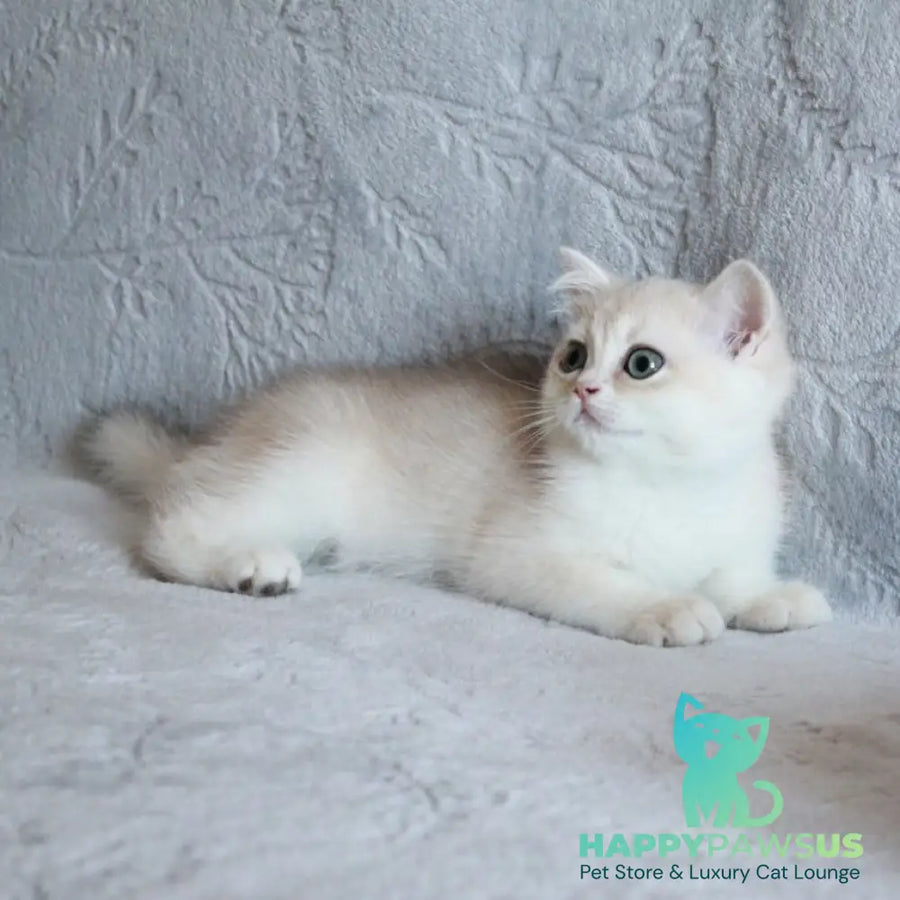 Kitty British Shorthair female blue golden chinchilla - live animals