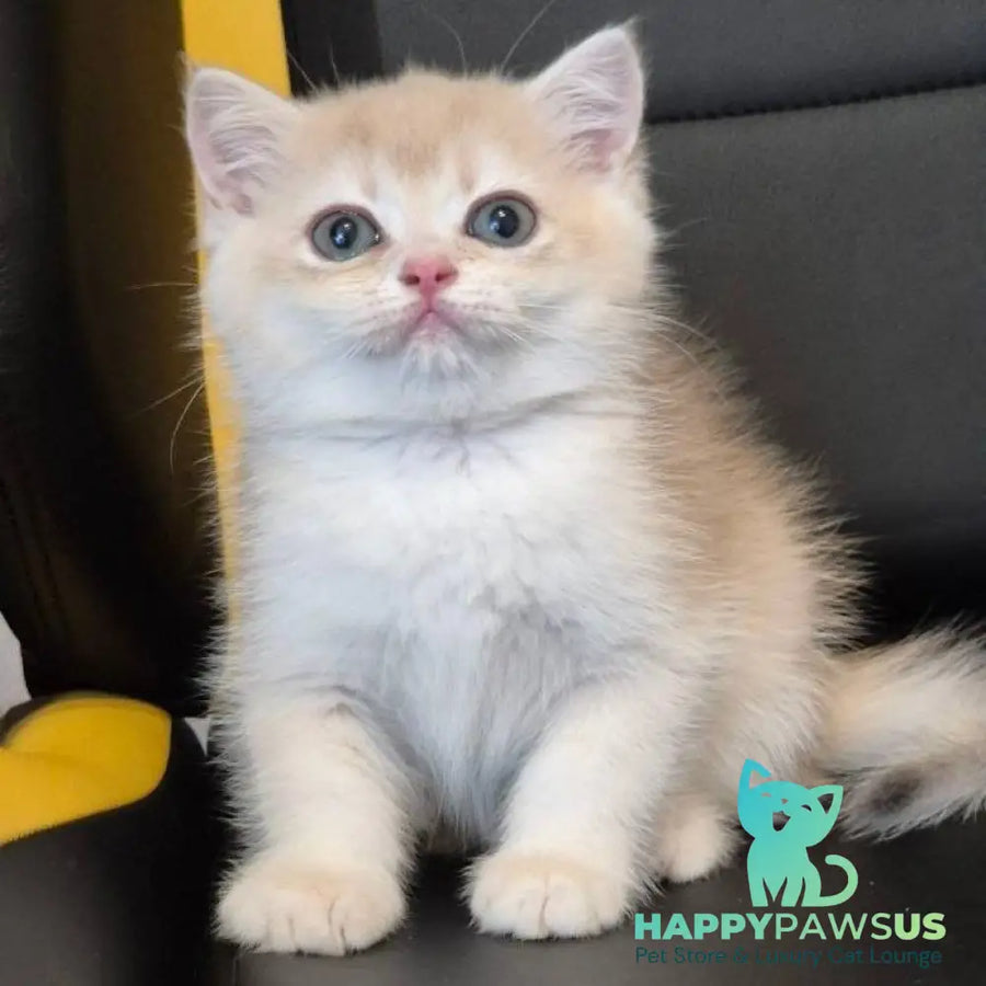 Kitty British Shorthair female blue golden chinchilla - live animals