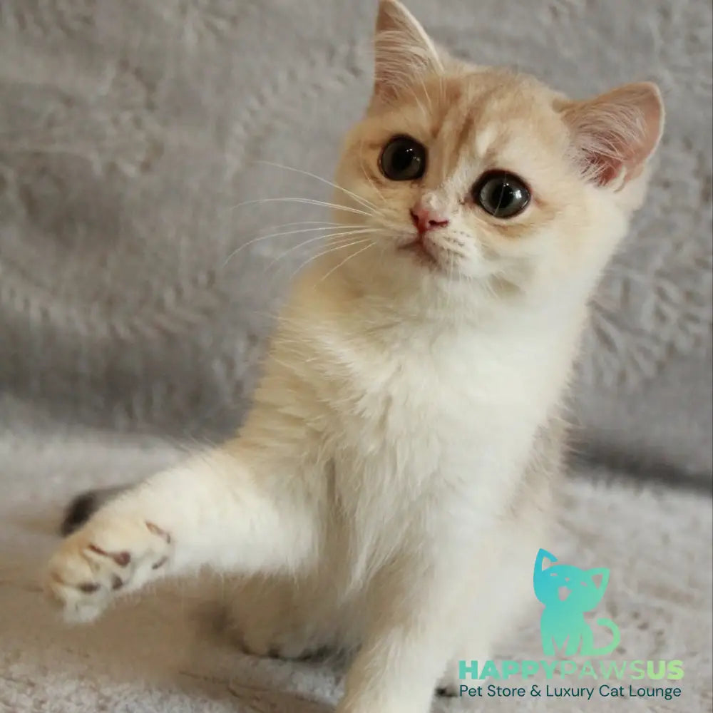 Kitty British Shorthair female blue golden chinchilla - live animals