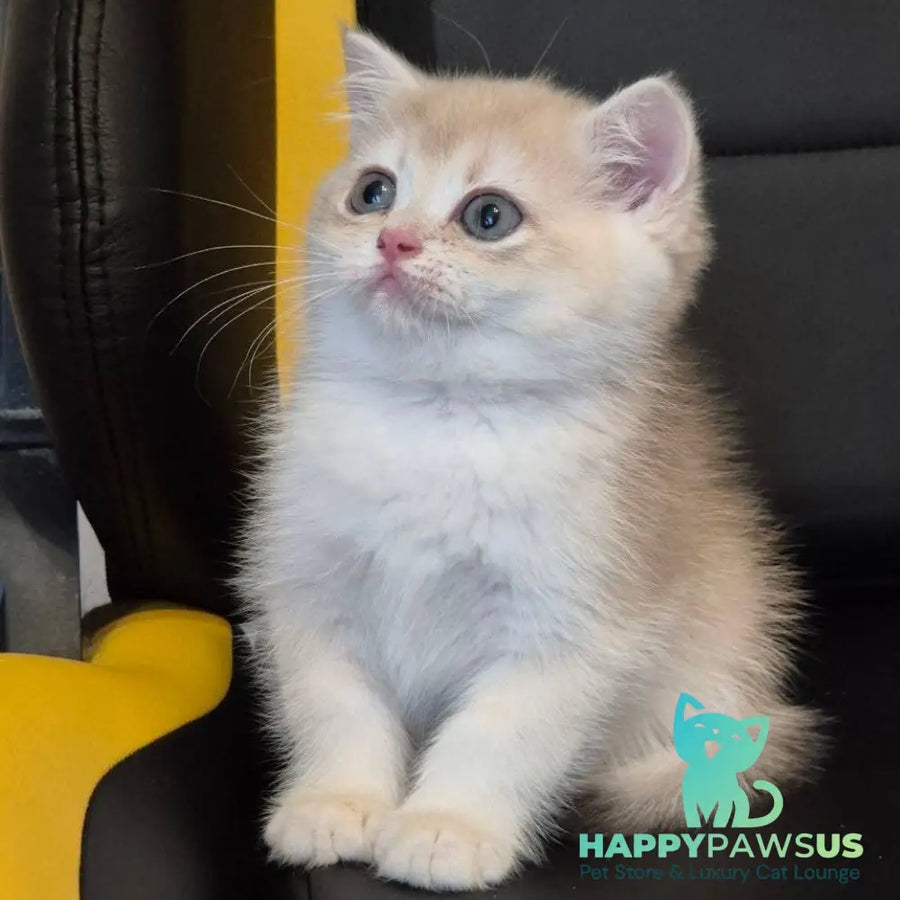 Kitty British Shorthair female blue golden chinchilla - live animals