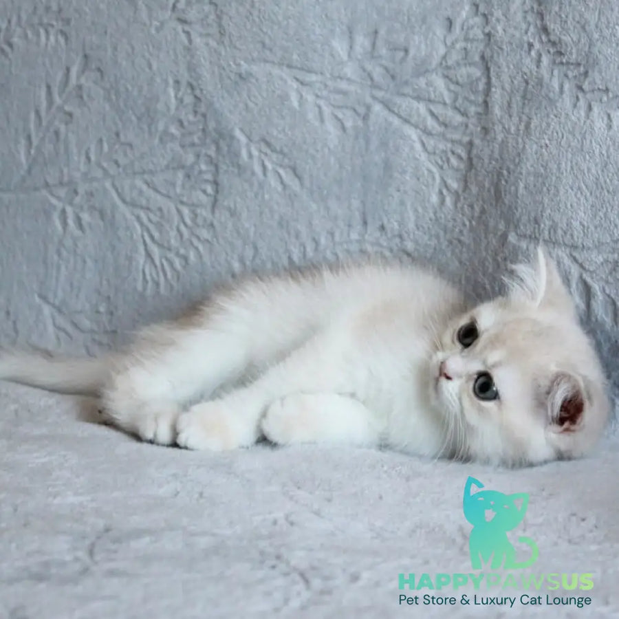 Kitty British Shorthair female blue golden chinchilla - live animals