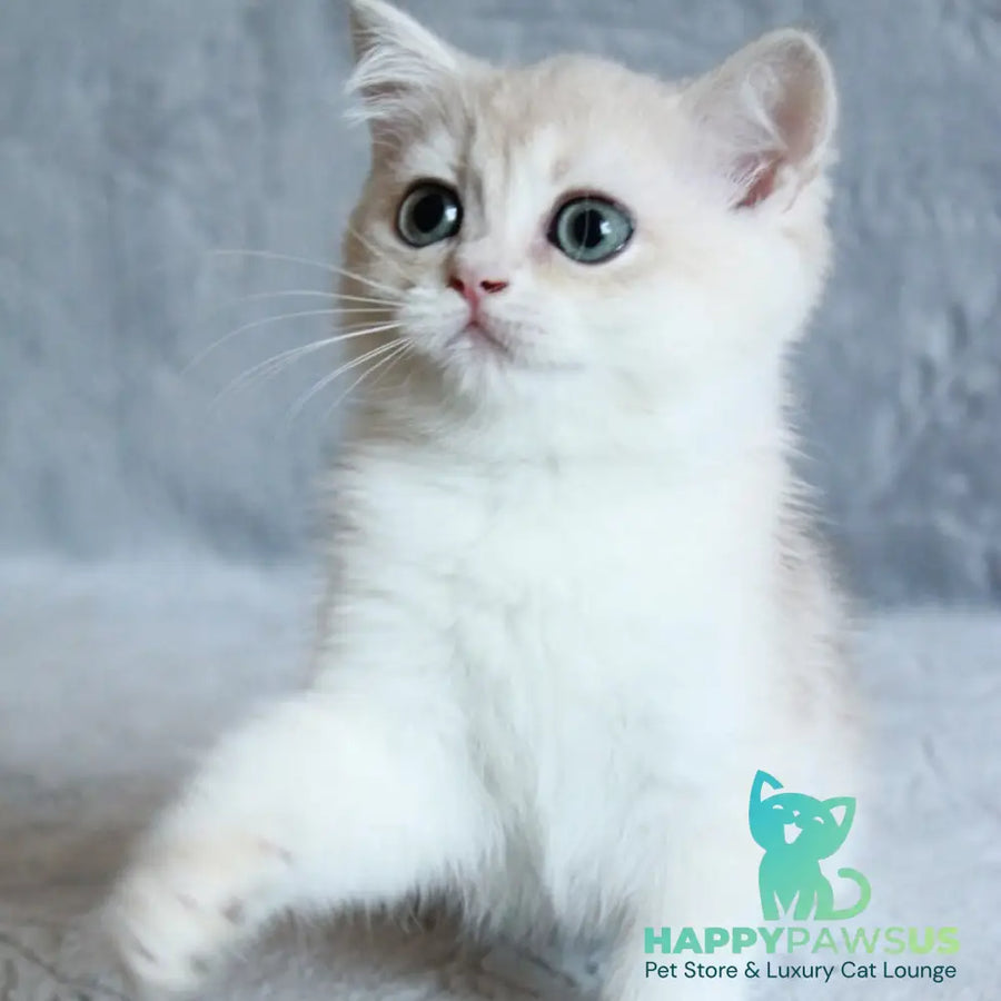Kitty British Shorthair female blue golden chinchilla - live animals