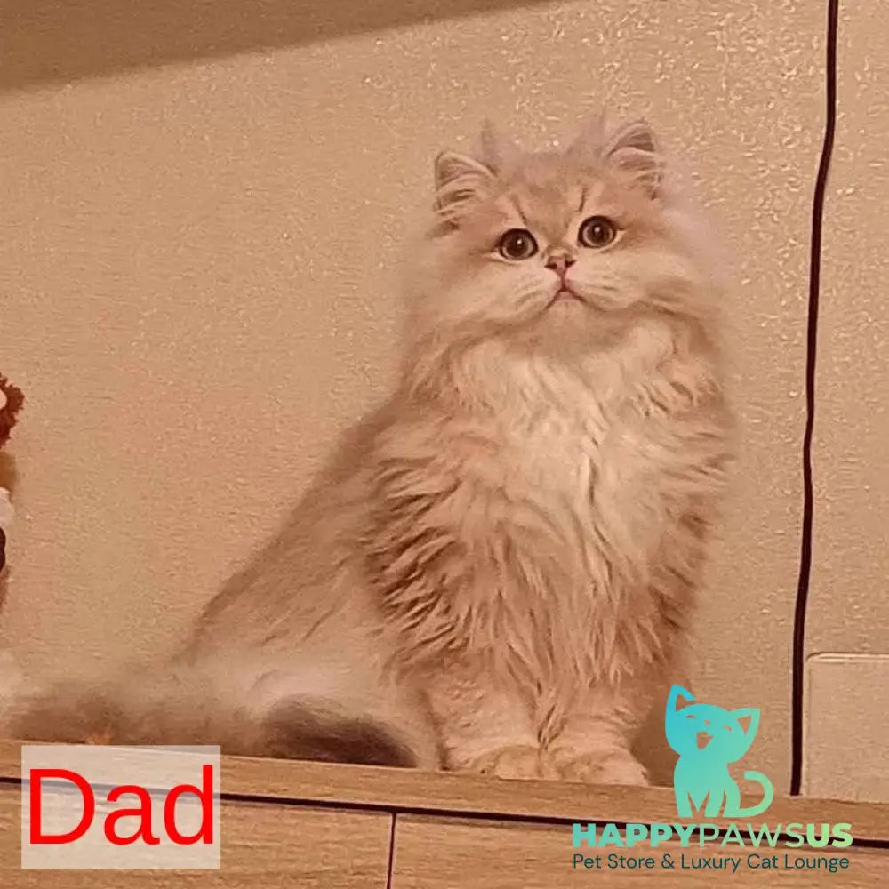 Kitty British Shorthair female blue golden chinchilla - live animals
