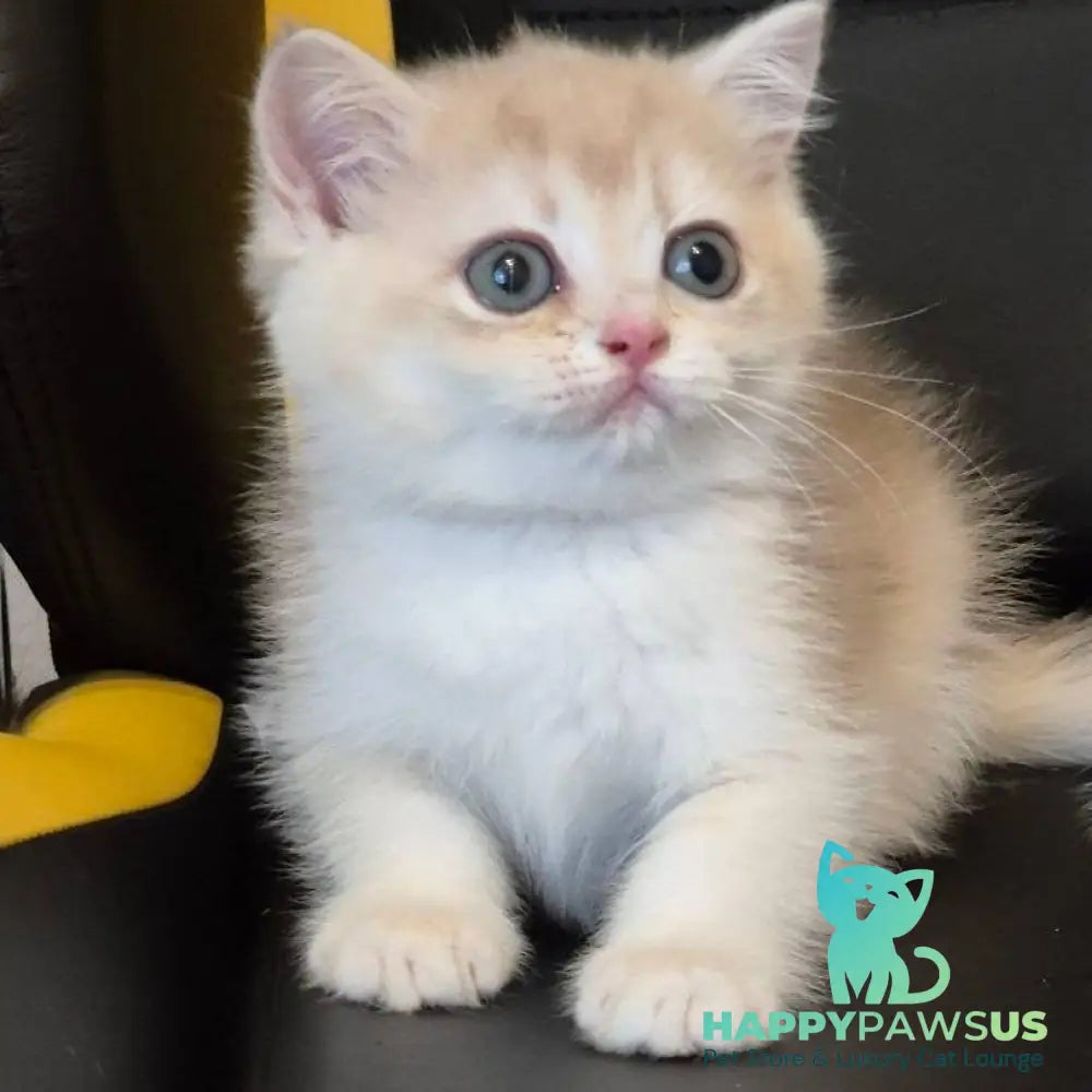 Kitty British Shorthair female blue golden chinchilla - live animals