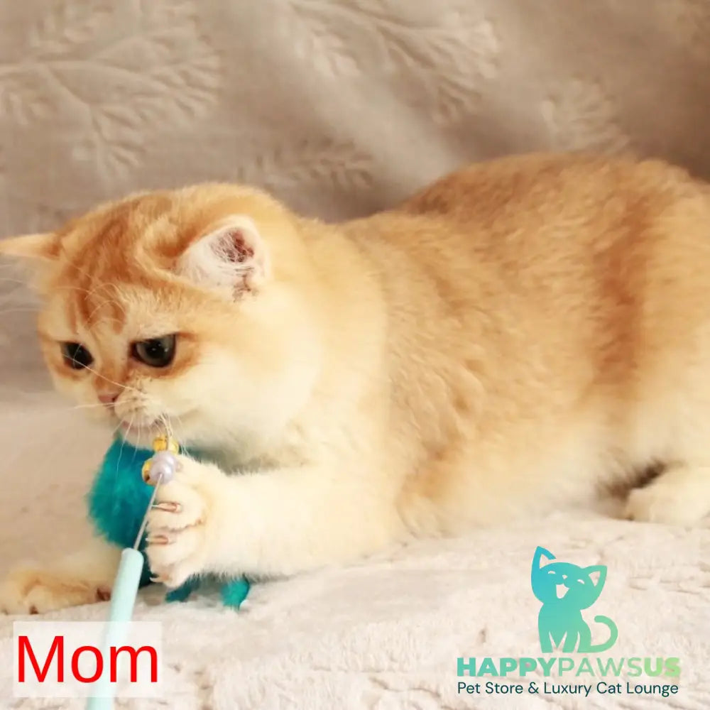 Kitty British Shorthair female blue golden chinchilla - live animals