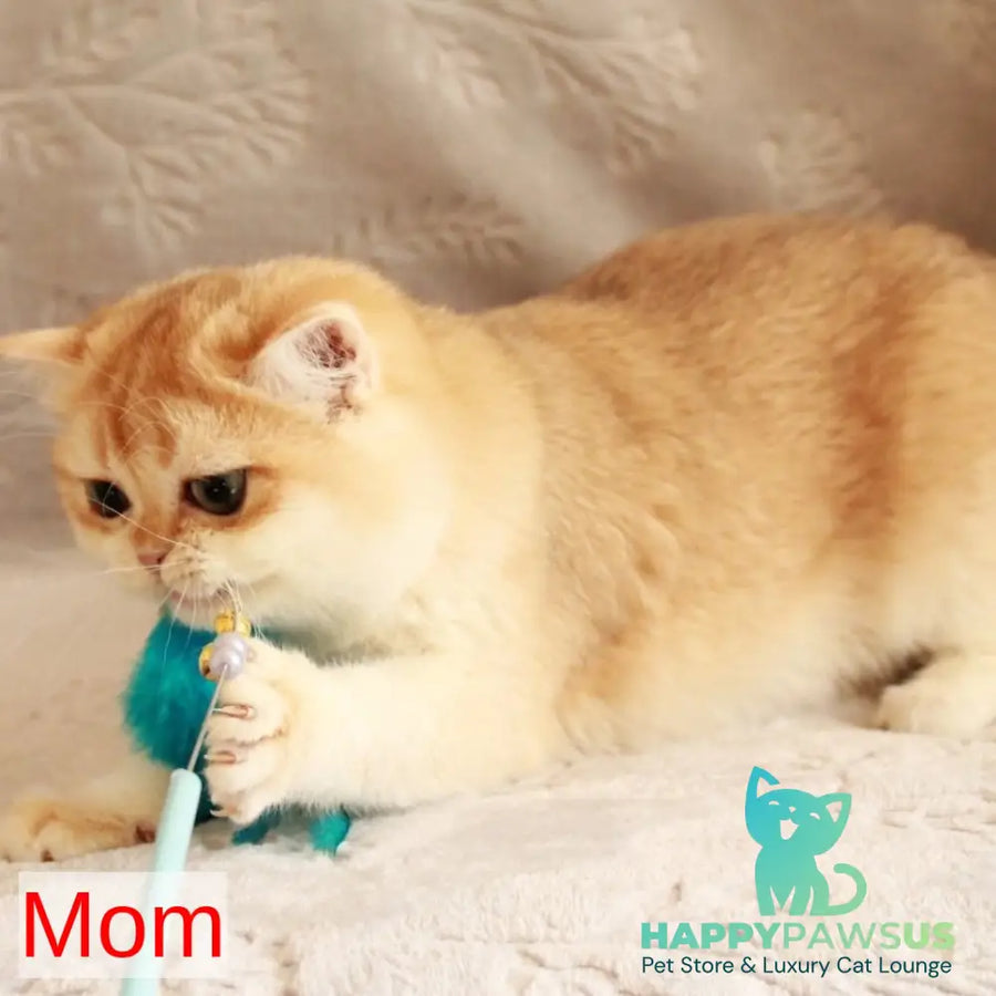 Kitty British Shorthair female blue golden chinchilla - live animals