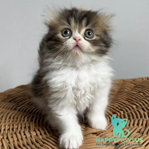 Kitty Scottish Fold female black tortie tabby bicolour - live animals