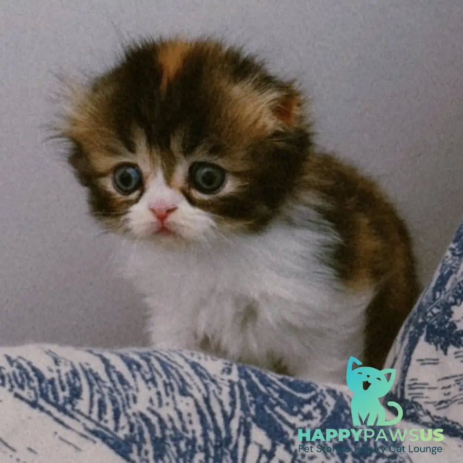 Kitty Scottish Fold female black tortie tabby bicolour - live animals