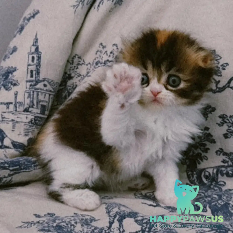 Kitty Scottish Fold female black tortie tabby bicolour - live animals