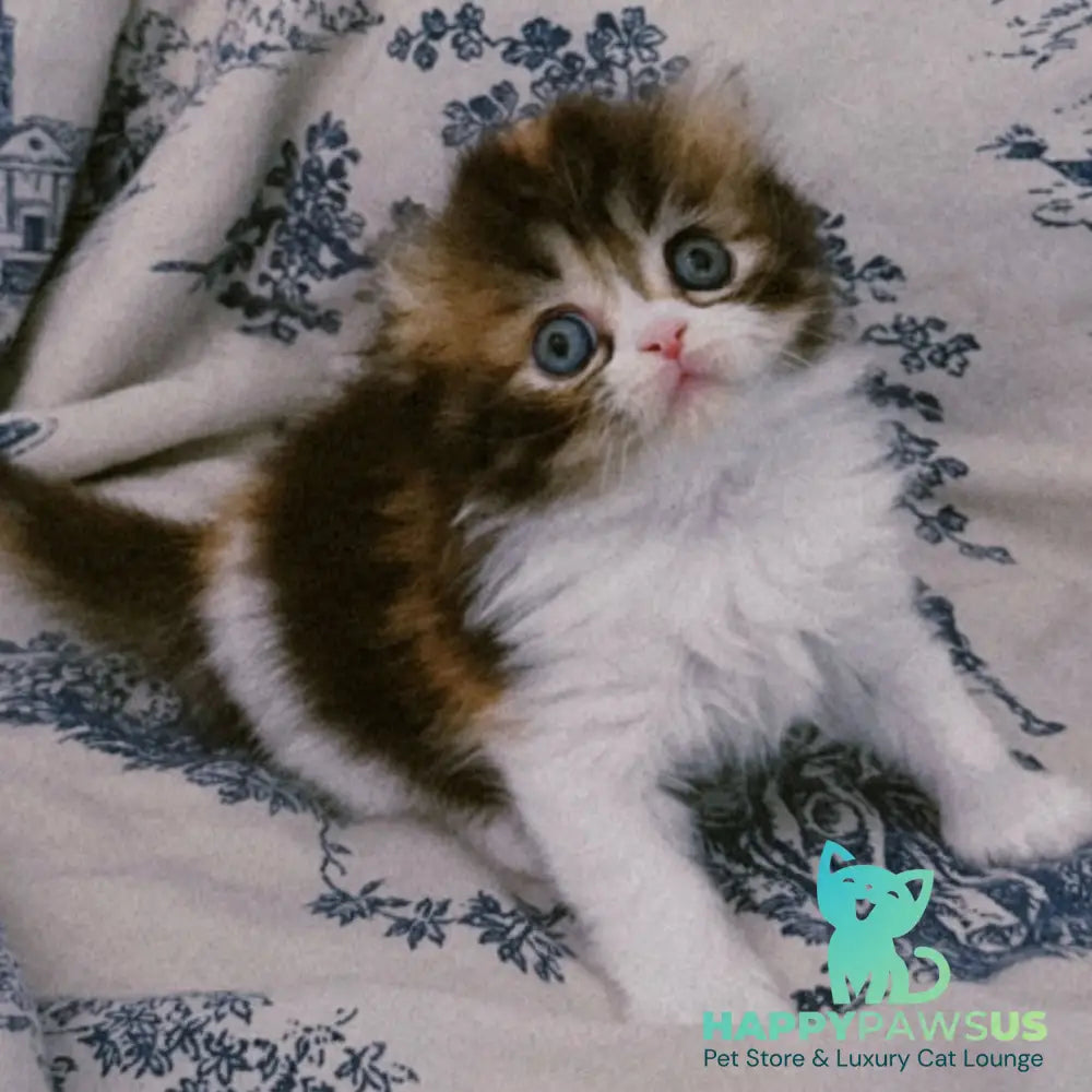 Kitty Scottish Fold female black tortie tabby bicolour - live animals