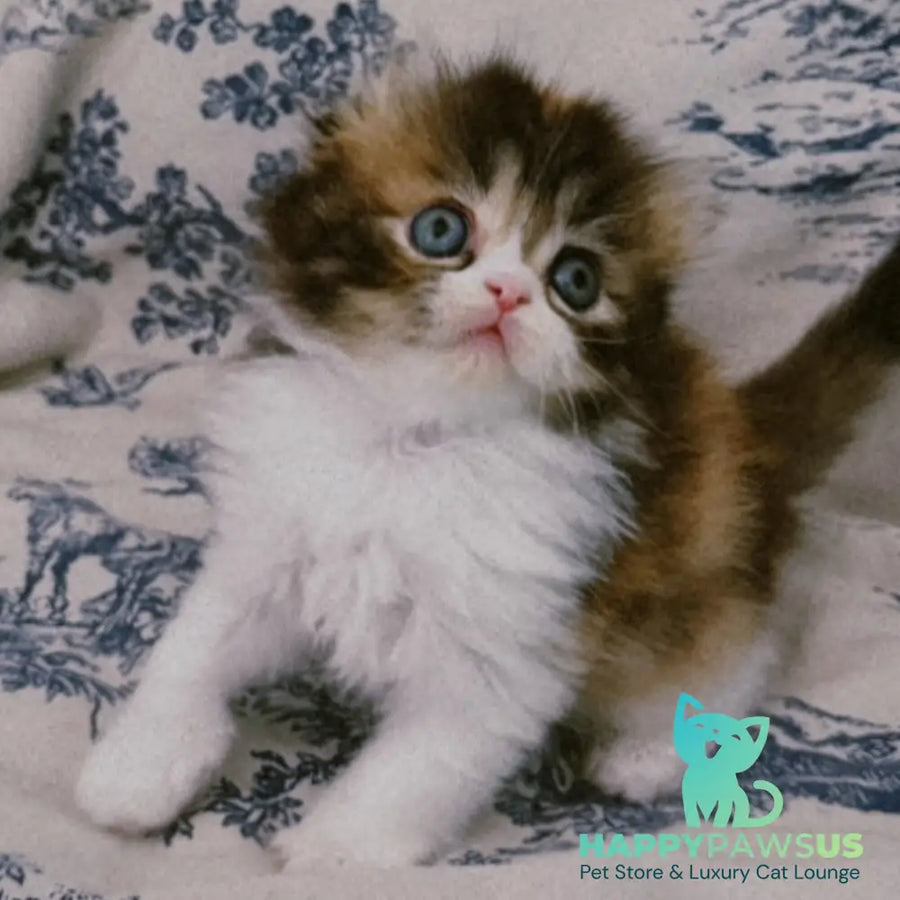 Kitty Scottish Fold female black tortie tabby bicolour - live animals