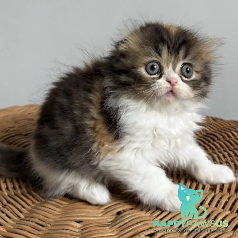 Kitty Scottish Fold female black tortie tabby bicolour - live animals
