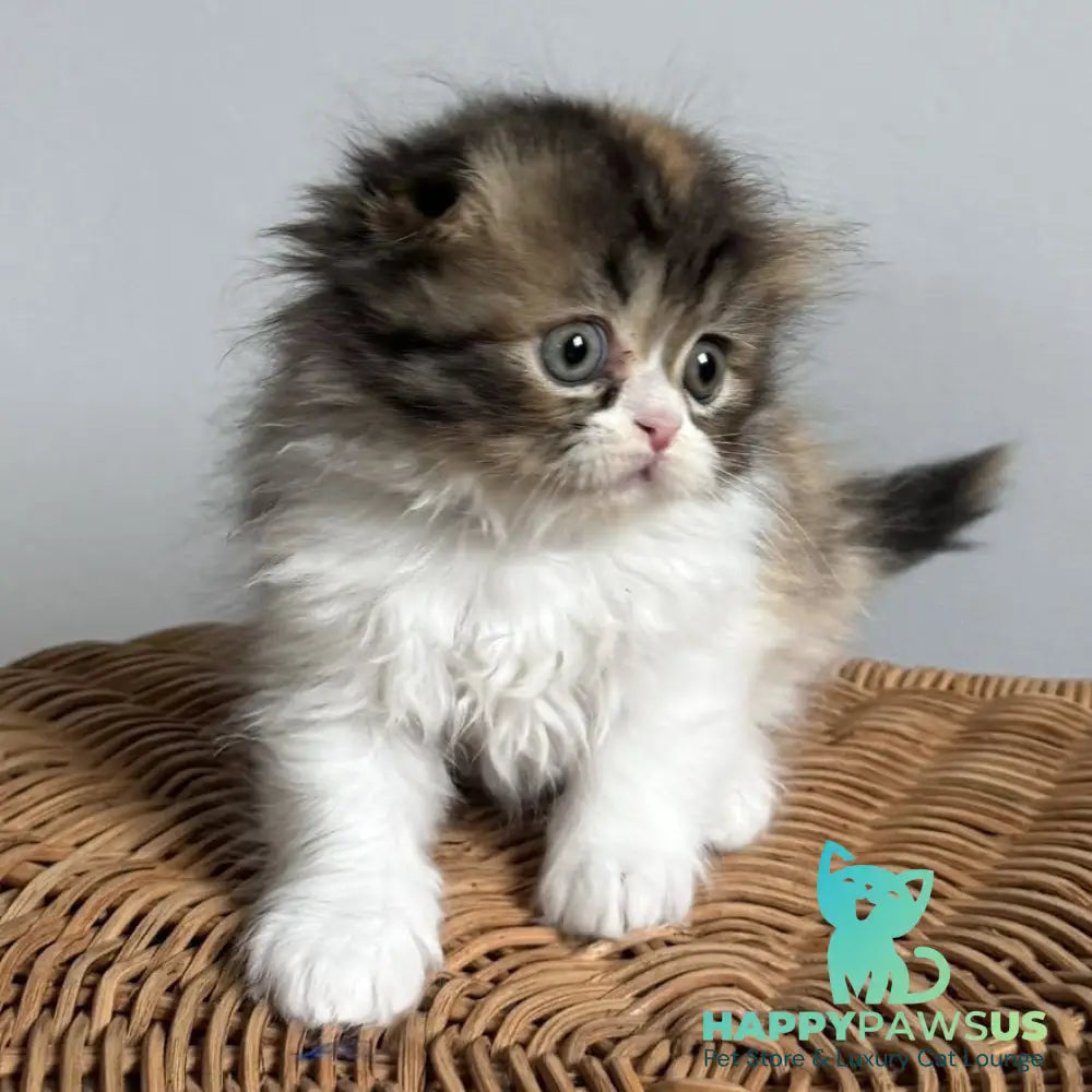Kitty Scottish Fold female black tortie tabby bicolour - live animals
