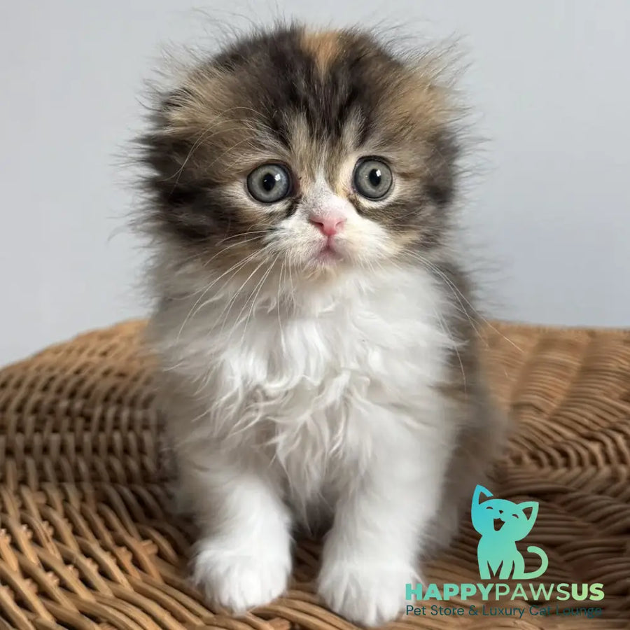 Kitty Scottish Fold female black tortie tabby bicolour - live animals