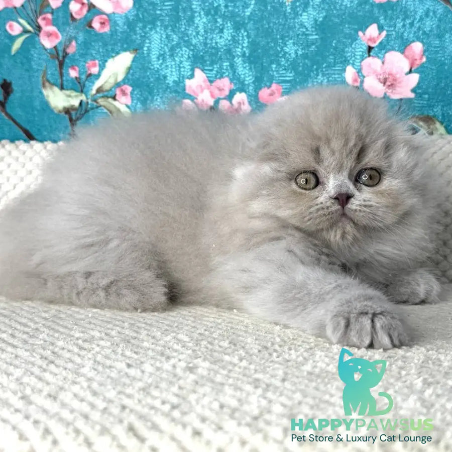 Kitty Scottish Fold female lilac - live animals