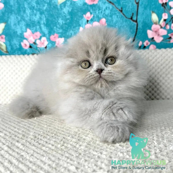 Kitty Scottish Fold female lilac - live animals