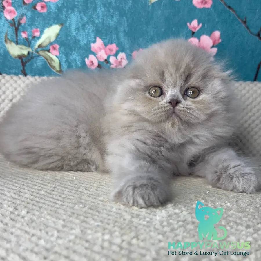 Kitty Scottish Fold female lilac - live animals