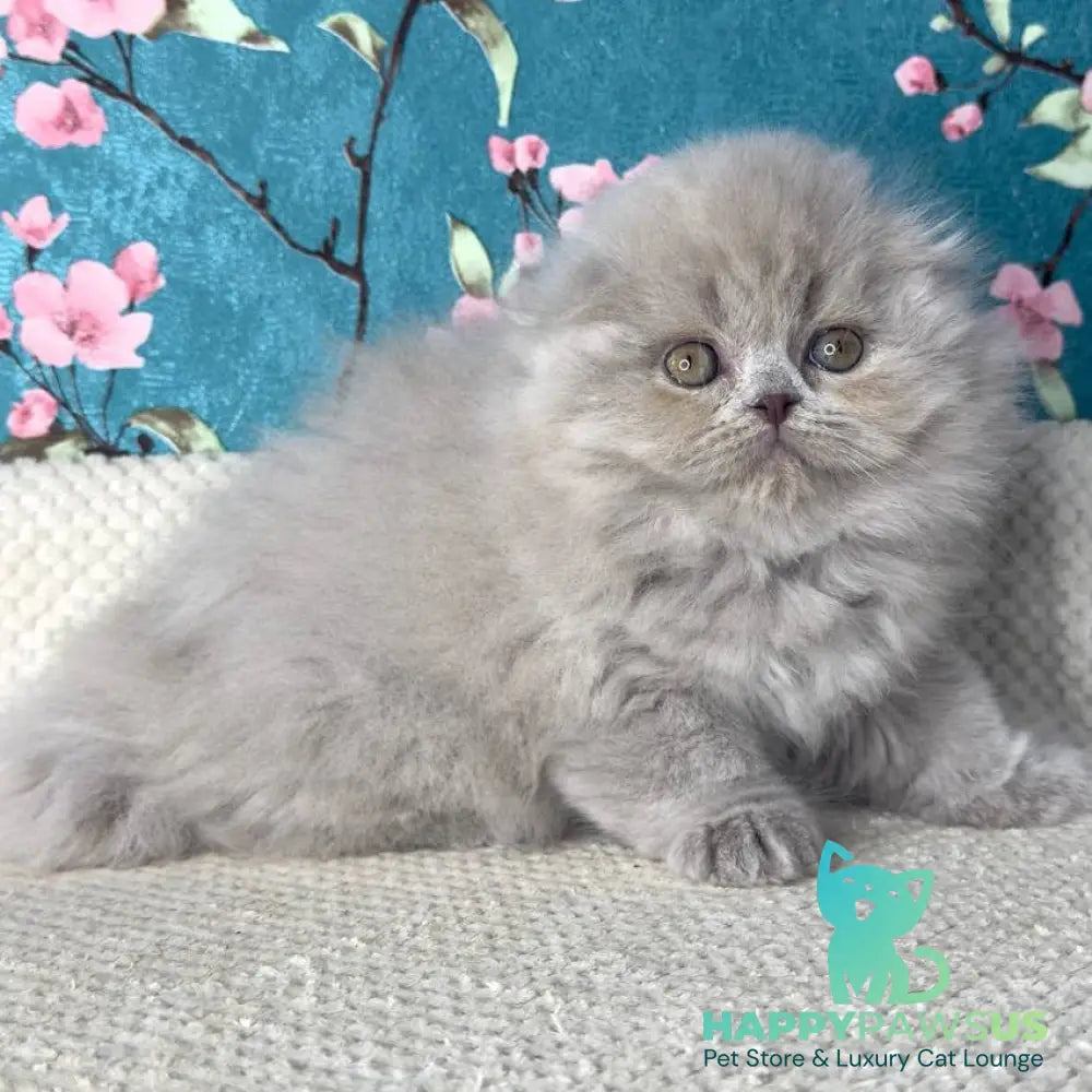 Kitty Scottish Fold female lilac - live animals