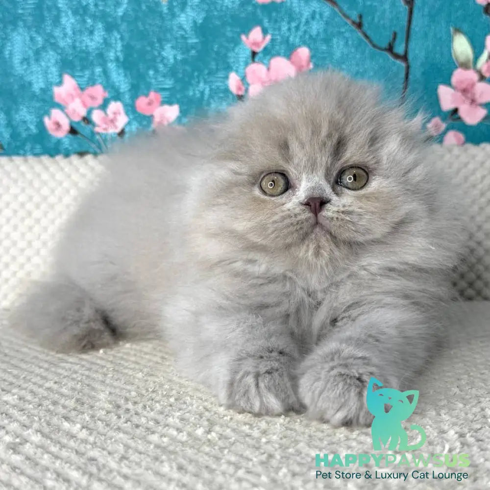Kitty Scottish Fold female lilac - live animals