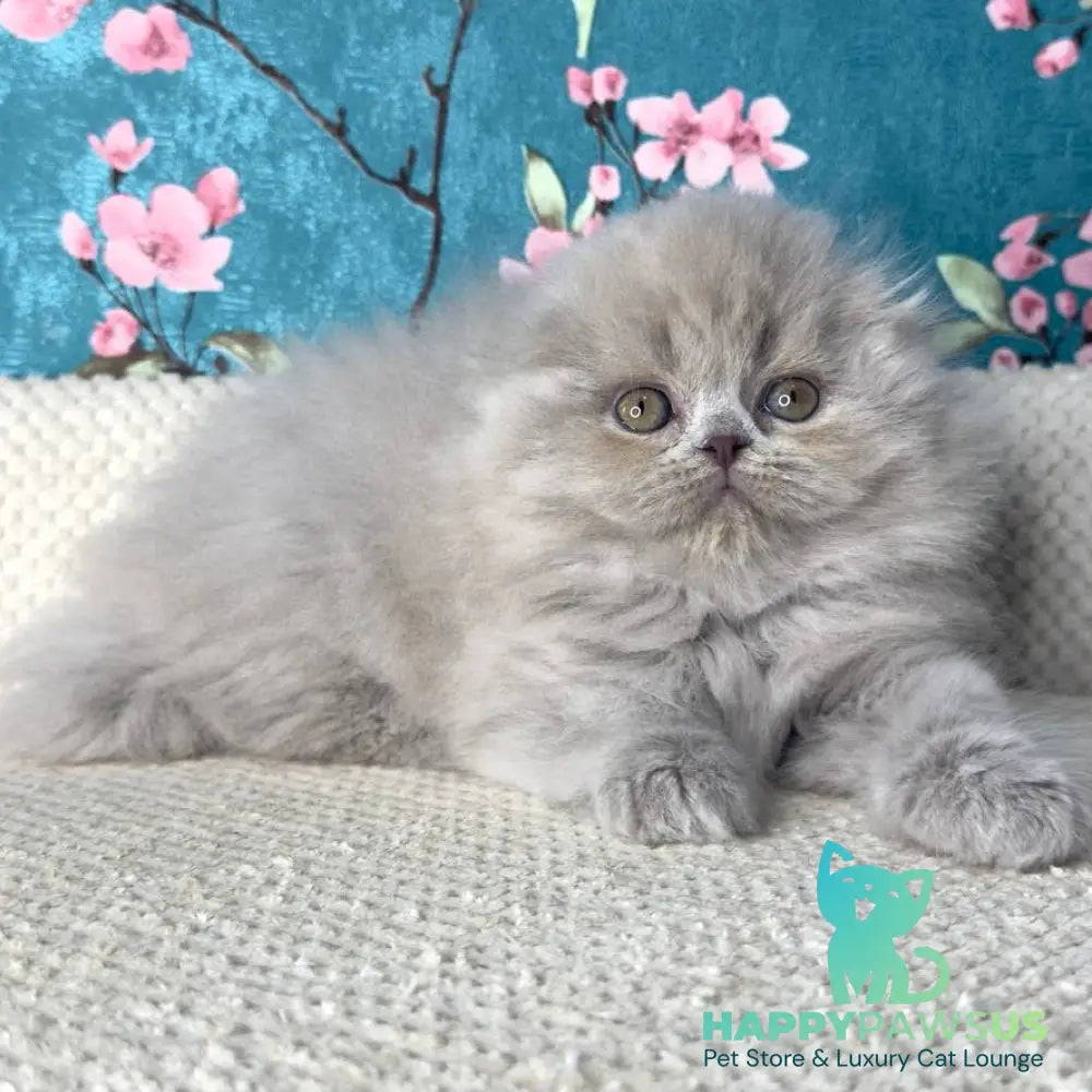 Kitty Scottish Fold female lilac - live animals