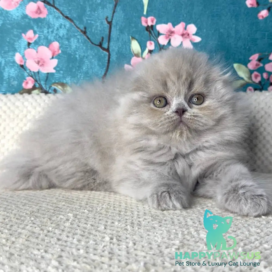 Kitty Scottish Fold female lilac - live animals