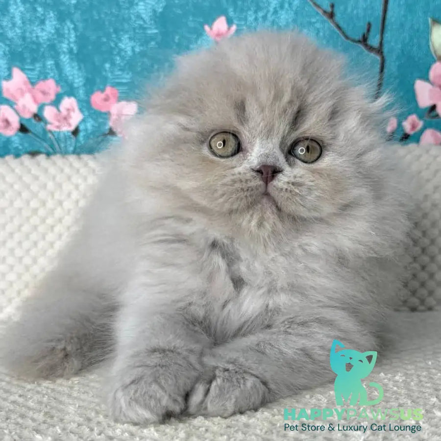 Kitty Scottish Fold female lilac - live animals