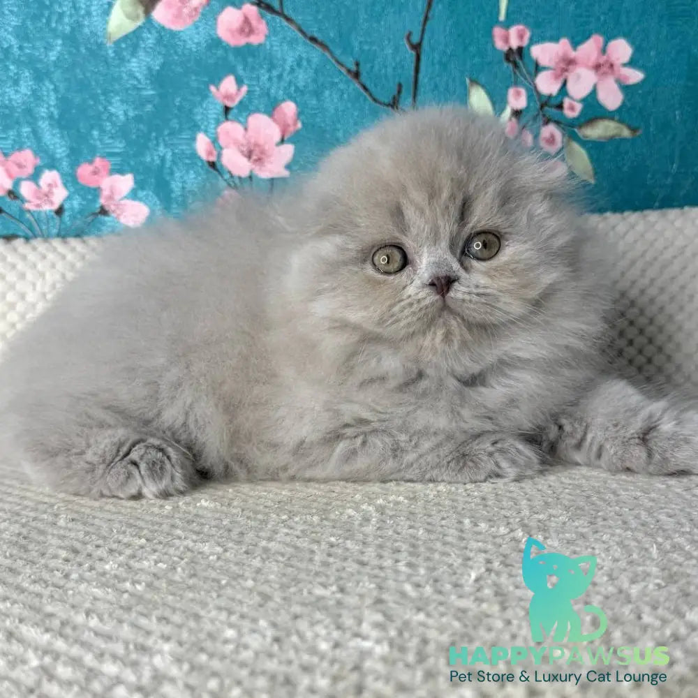 Kitty Scottish Fold female lilac - live animals