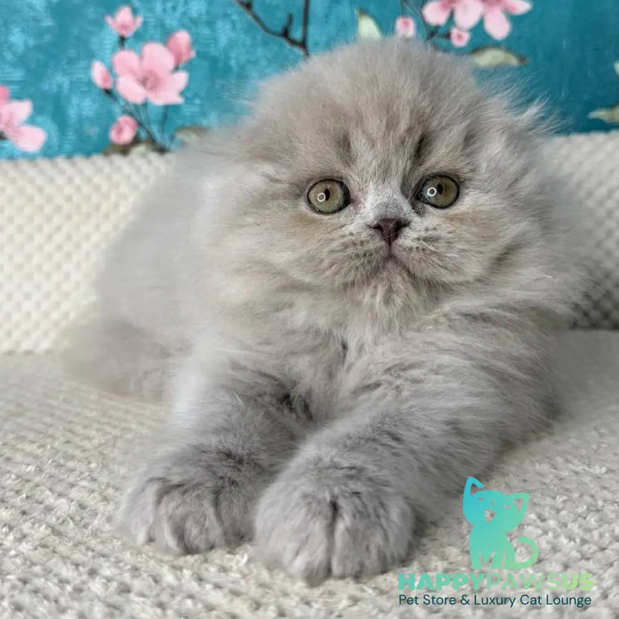 Kitty Scottish Fold female lilac - live animals