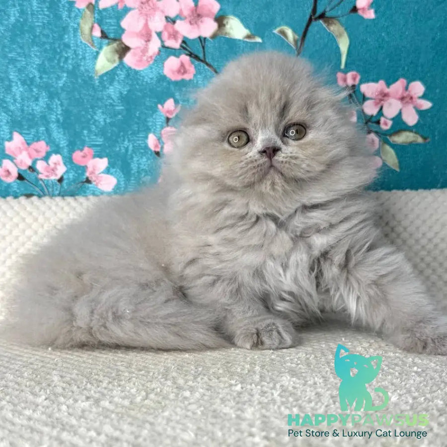 Kitty Scottish Fold female lilac - live animals