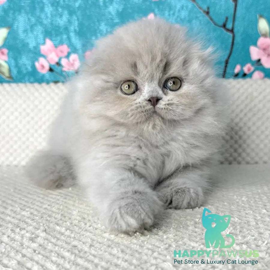 Kitty Scottish Fold female lilac - live animals