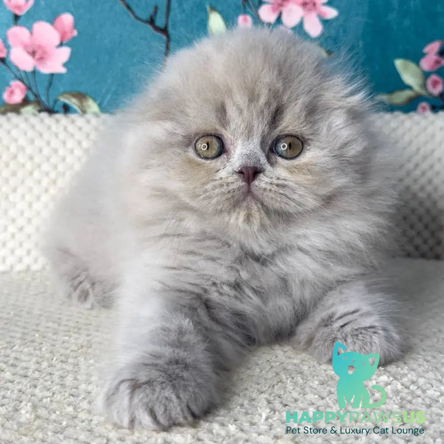 Kitty Scottish Fold female lilac - live animals