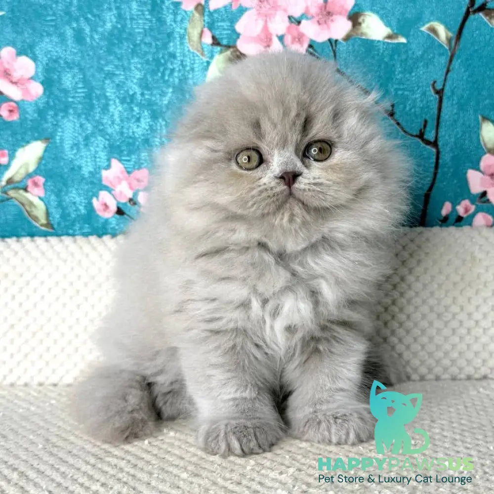 Kitty Scottish Fold female lilac - live animals
