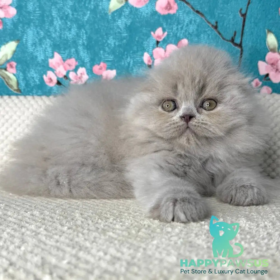 Kitty Scottish Fold female lilac - live animals