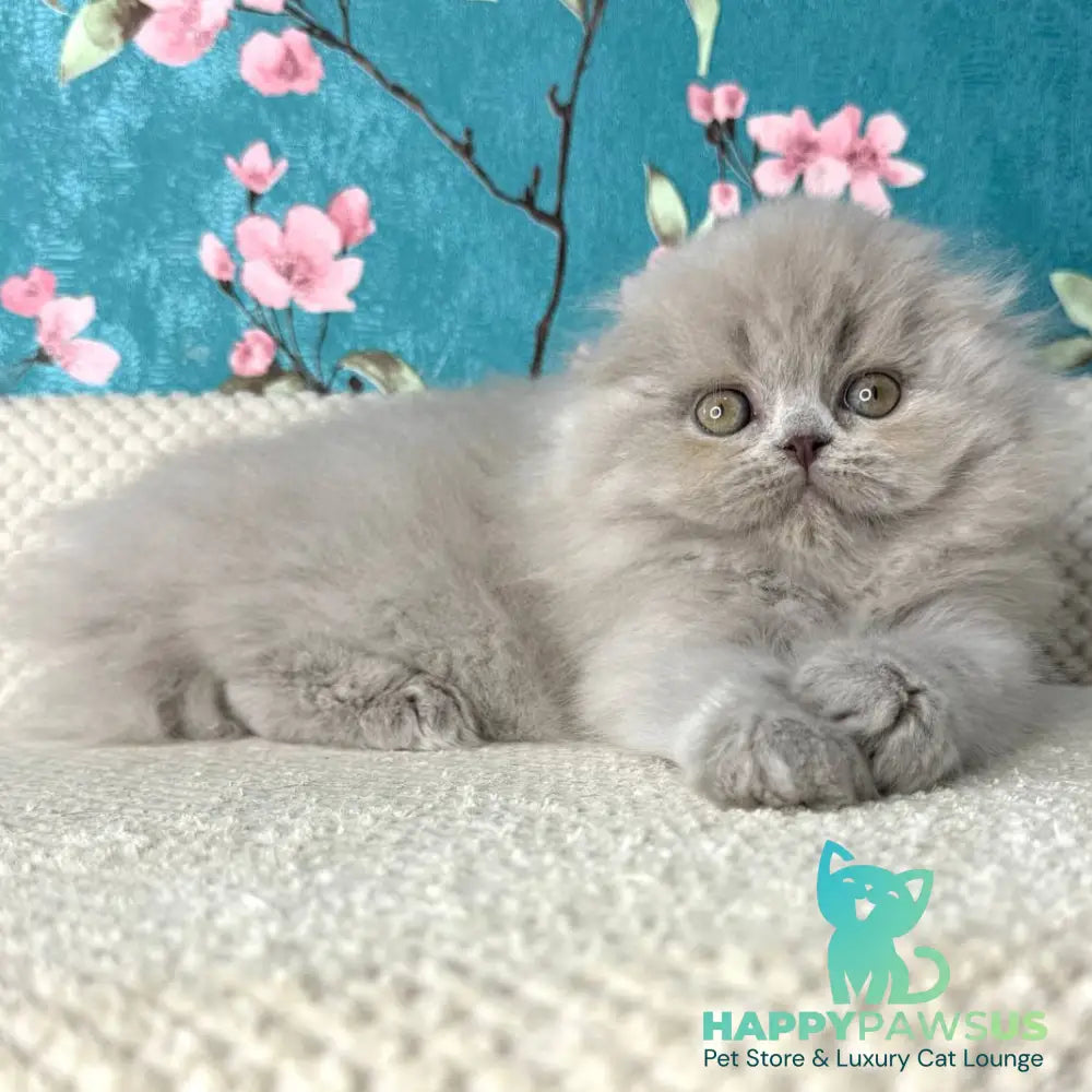 Kitty Scottish Fold female lilac - live animals