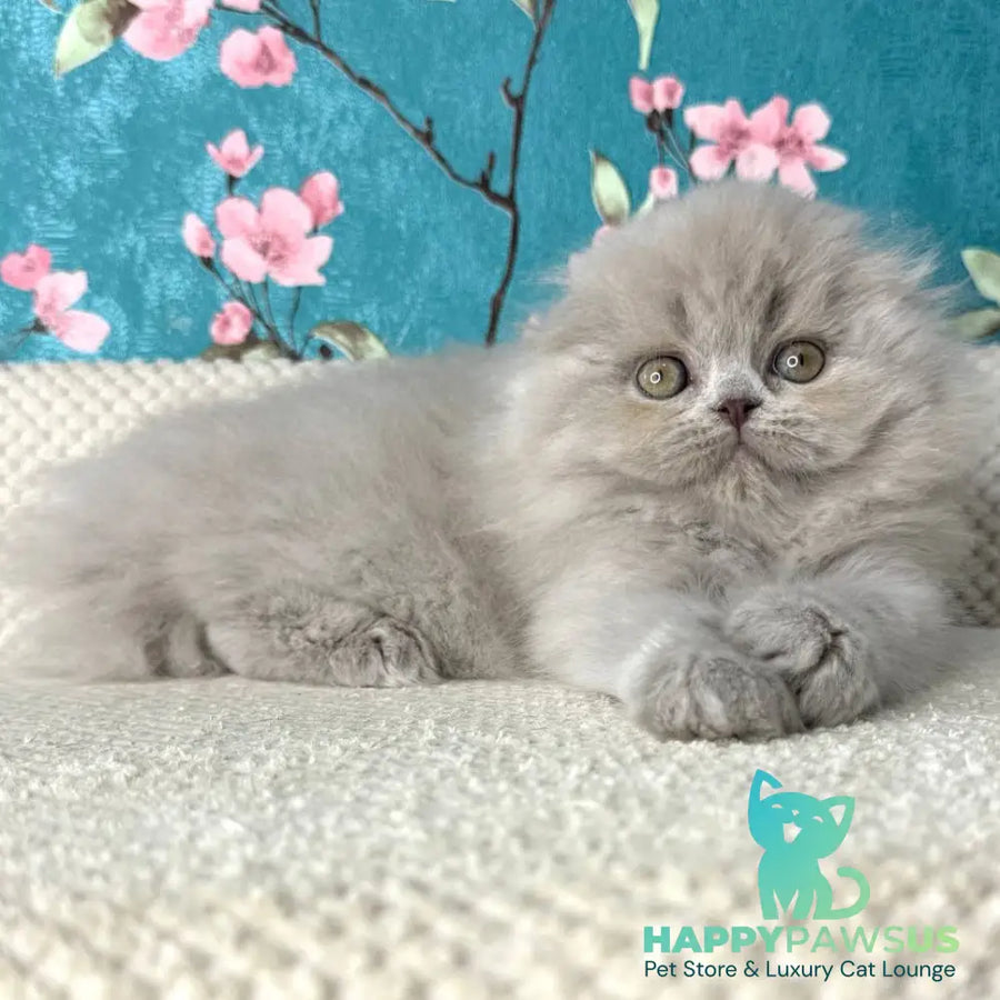 Kitty Scottish Fold female lilac - live animals