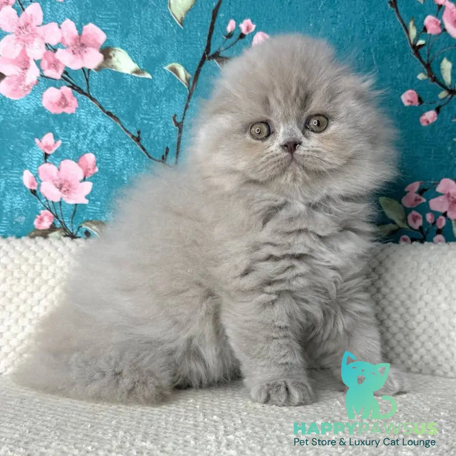 Kitty Scottish Fold female lilac - live animals