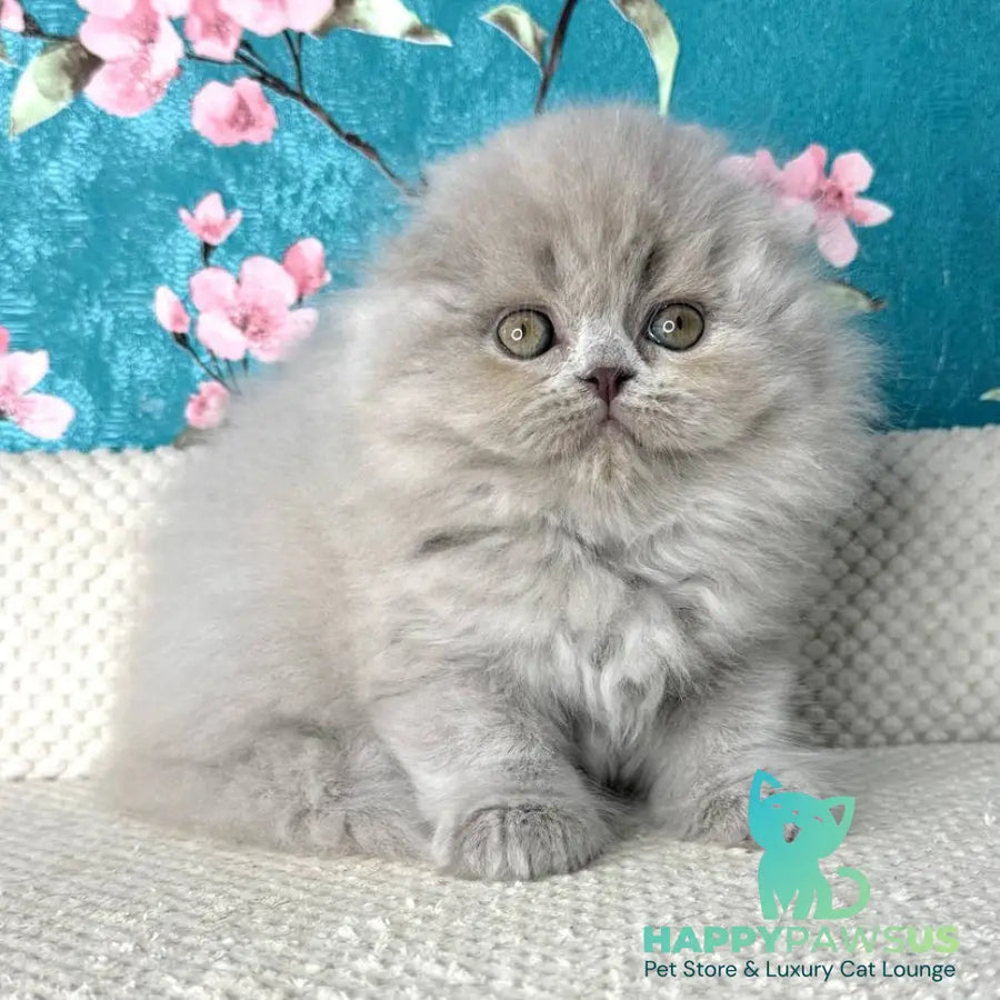 Kitty Scottish Fold female lilac - live animals