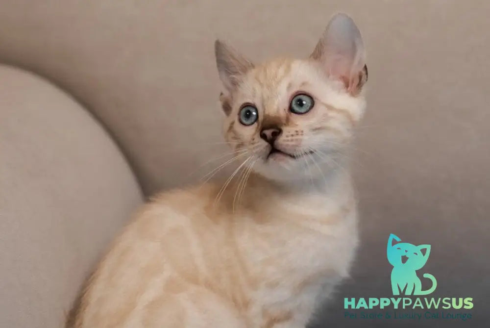 Kiwi Bengal female seal lynx pointed live animals