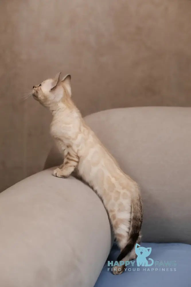 Kiwi Bengal female seal lynx pointed live animals