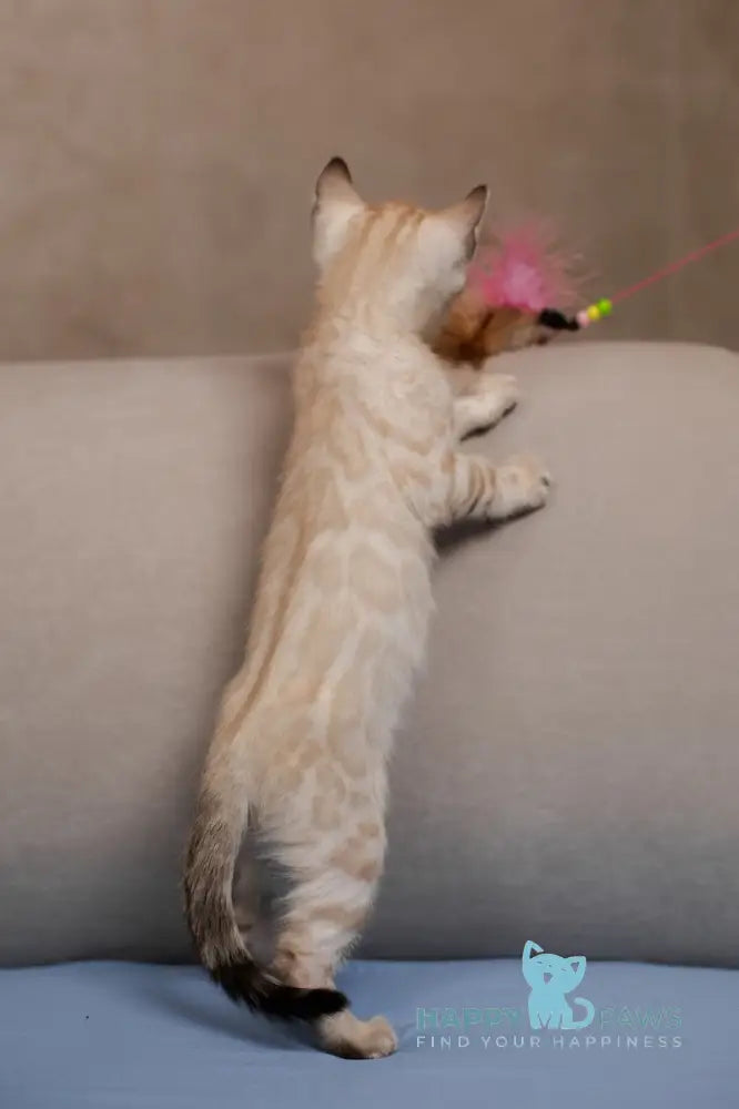 Kiwi Bengal female seal lynx pointed live animals